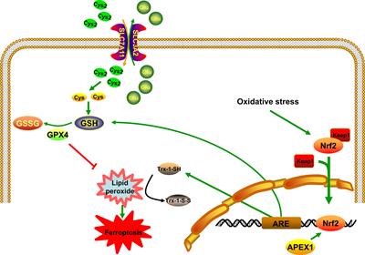 Potential Role of APEX1 During Ferroptosis